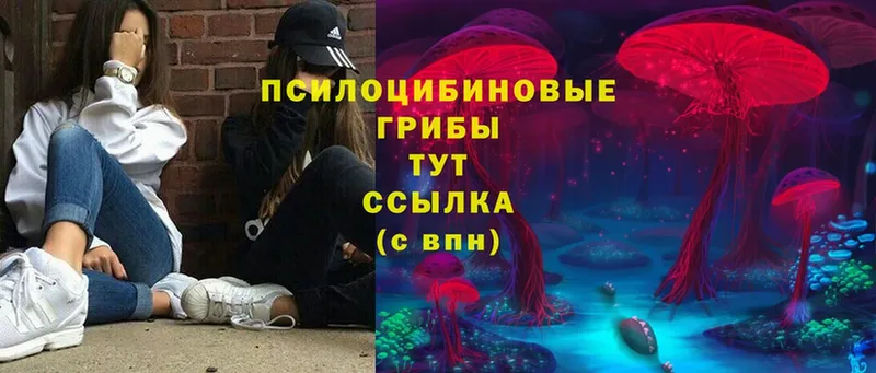 где купить   Красноперекопск  Галлюциногенные грибы Psilocybe 